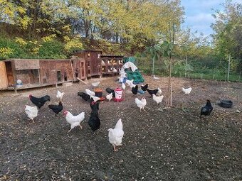 Australorpka /Oravka