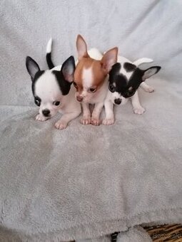 Čivava krátkosrstá