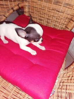 Čivava krátkosrstá