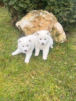 Kríženec labrador +shiba inú