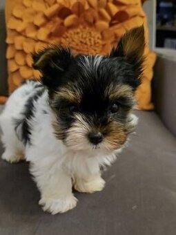 Biewer yorkshire terier Monty