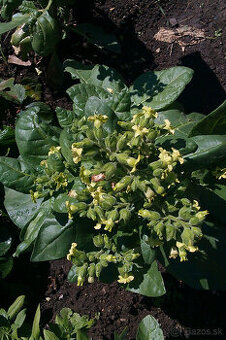 Selský tabák (Machorka) semínka (Nicotiana rustica)