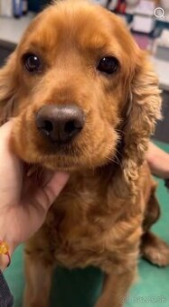 Anglický kokeršpaniel