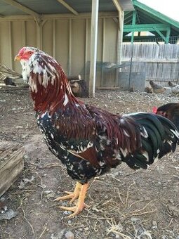 predám ORLOVKU PESTRU