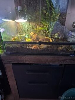 Predám suchozemskú korytnačku