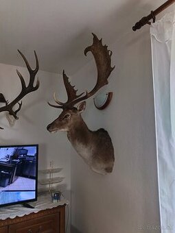 Na predaj – preparovaný daniel (trofej)