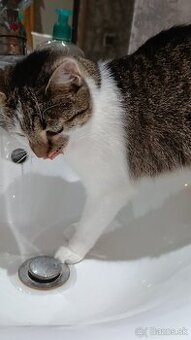 Súrne darujem mačku