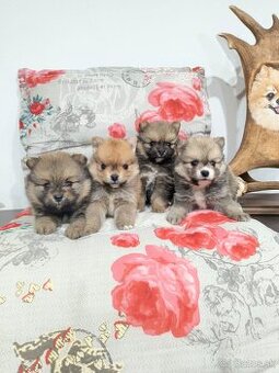 Špic typ pomeranian