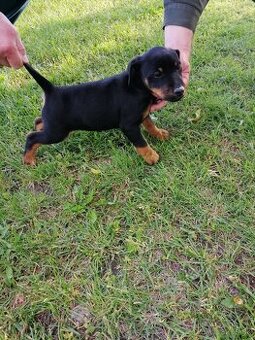 Jagdterrier