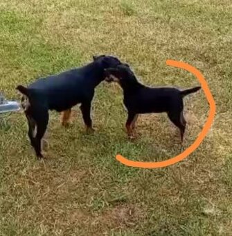 Jagdterrier