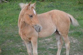 Azteca horse