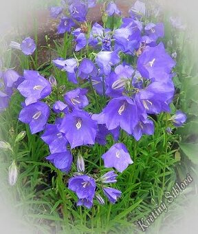 Predám skalničky,trvalky ,cibuloviny ,pivone a orchideje.