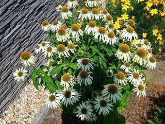 Echinacea - 1
