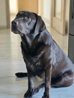 Labrador fenka darujem