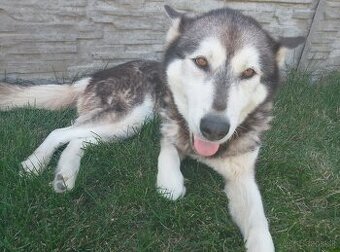 Darujem Sibírsky husky