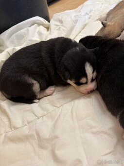 Šteniatka sibírsky  husky