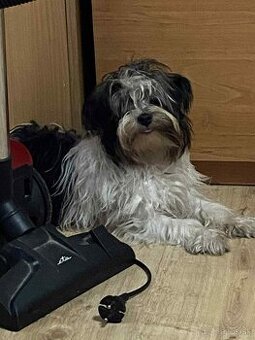 Predám 9 mesačne šteňa