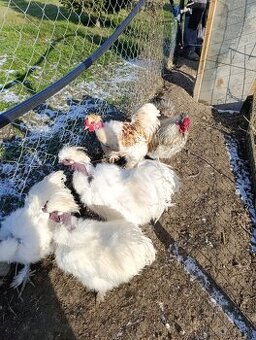 Hodvábnička zdrobnelá