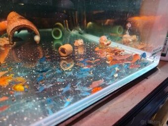 Predám neocaridina blue krevetky 8€/10ks