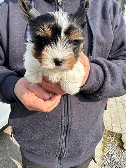 Yorkshire teriér mini