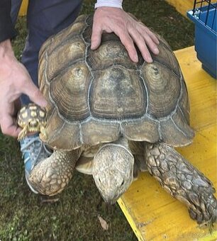 Korytnačka geochelona sulcata