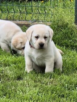 Labrador s PP