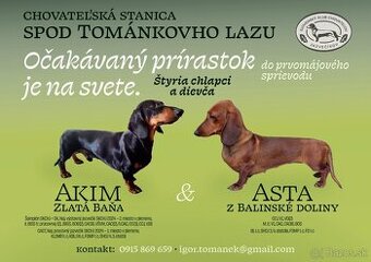 Jazvečik hladkosrsty štandard.