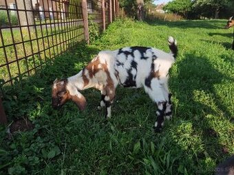 Predám podielového AN capka