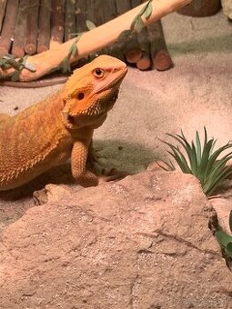 Agama bradatá