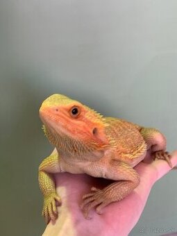 Agama bradatá