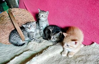 Darujeme mini mačiatka - 2 + 2 - hľadajú milujúci domov - 1