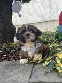 shi tzu - 1