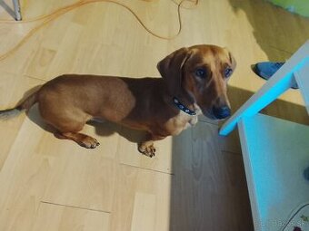 Trpaslíci jazvečík