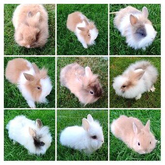 Zdrobnelý, zakrslý kralik