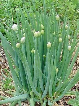 Cibula sibirska (trvala, kracajuca, poschodova)