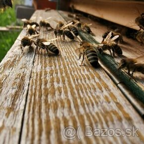Včely- odložence  na predaj