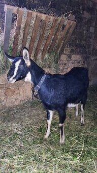 Koza