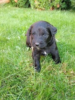 Šteniatka labradora