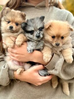 Pomeranian - trpazličí špic - 1