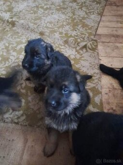 Stenata z pp FCI femky  nemeckeho ovčiaka