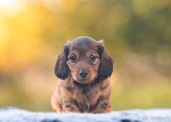 Jazvečík dlhosrstý trpasličí/králičí