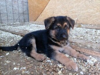 Šteniatka nemecký ovčiak