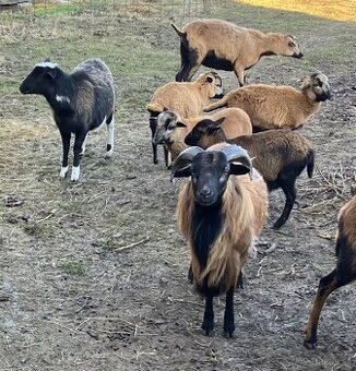 Kamerunsky barancek,ovecka