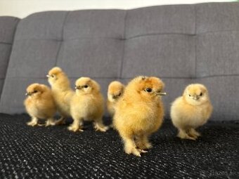 Kuriatka hodvabnicky