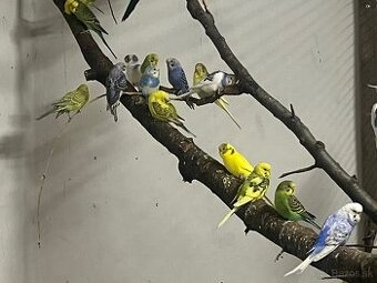 Predám andulky,korely,Neofemy, kráľovsky .