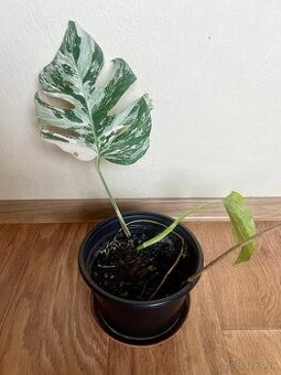 Monstera albo variegta
