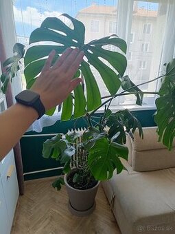 Monstera deliciosa