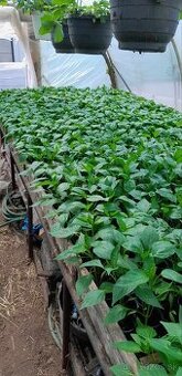 Paprikové planty