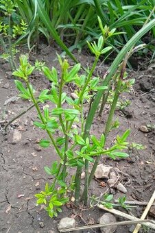 Jasmin