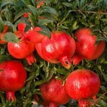 60-90 cm Rodiace granátové jablko ( Punica granatum)